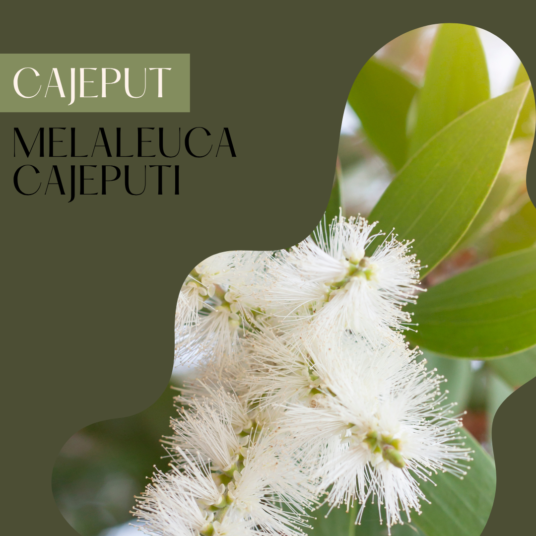 Cajeput