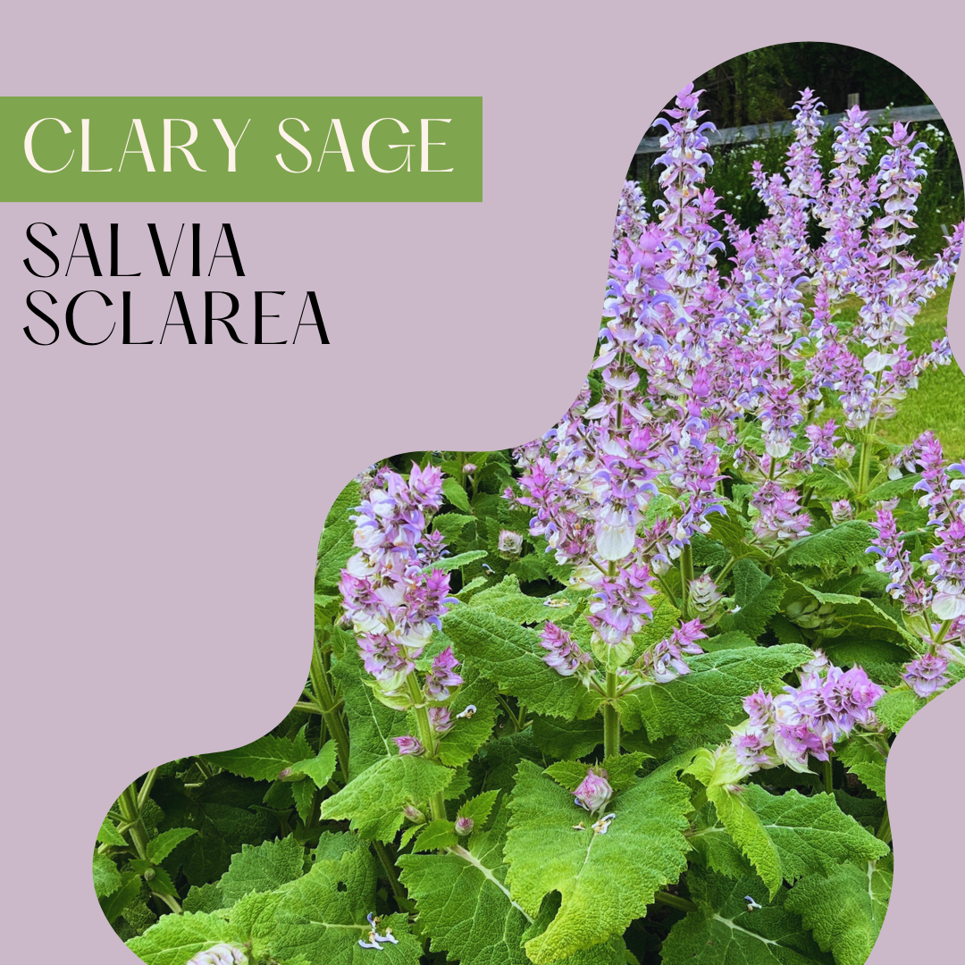 Clary Sage