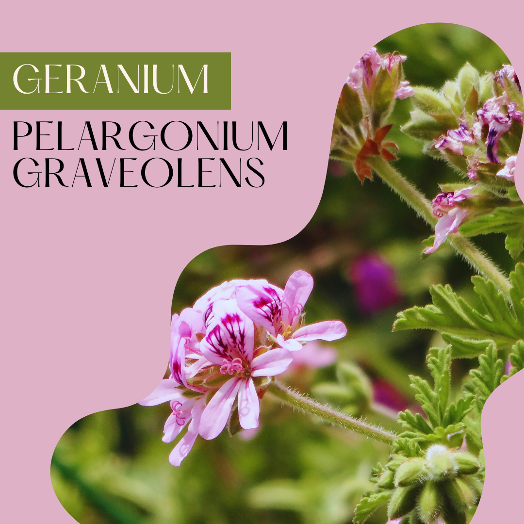 Geranium