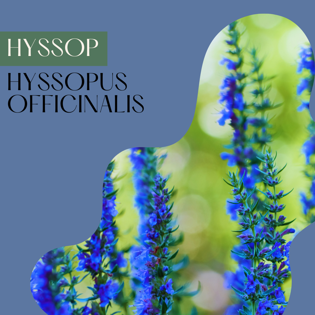 Hyssop