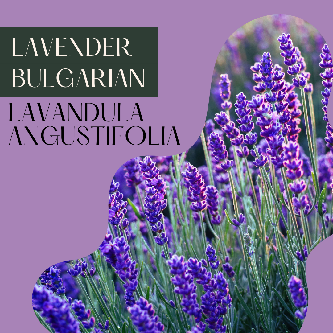 Lavender Bulgarian