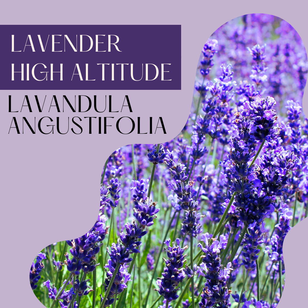 Lavender High Altitude Extra Fine