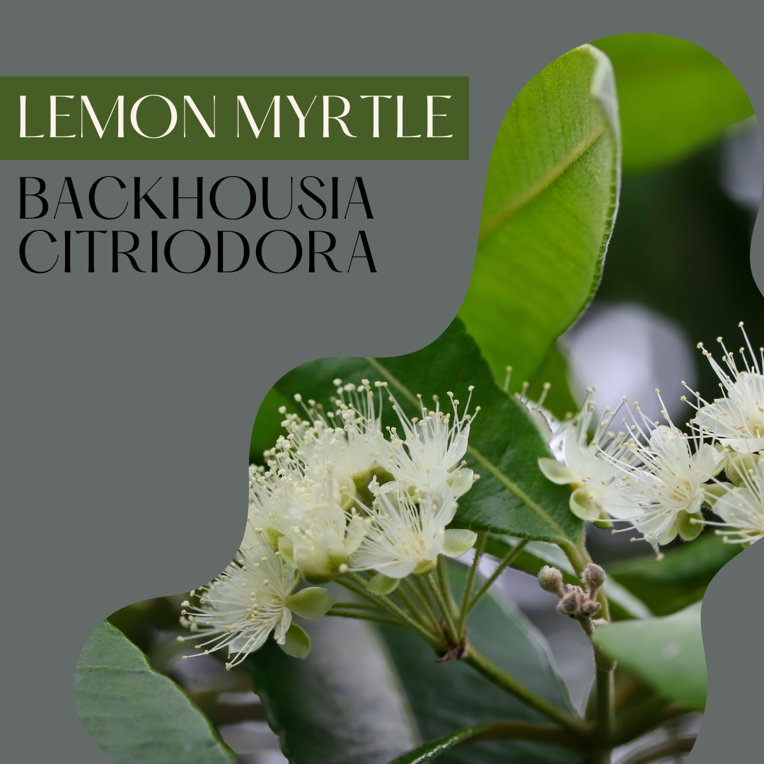 Lemon Myrtle