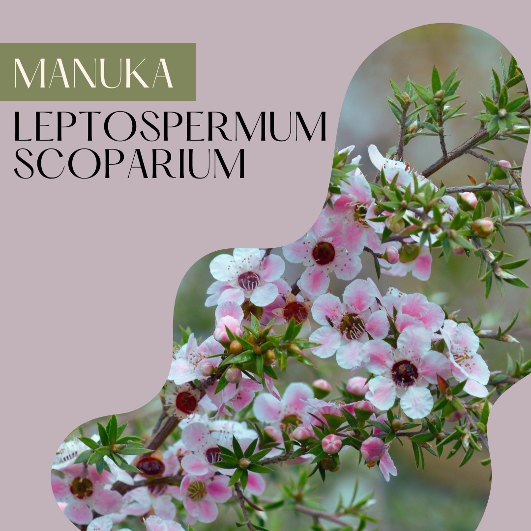 Manuka