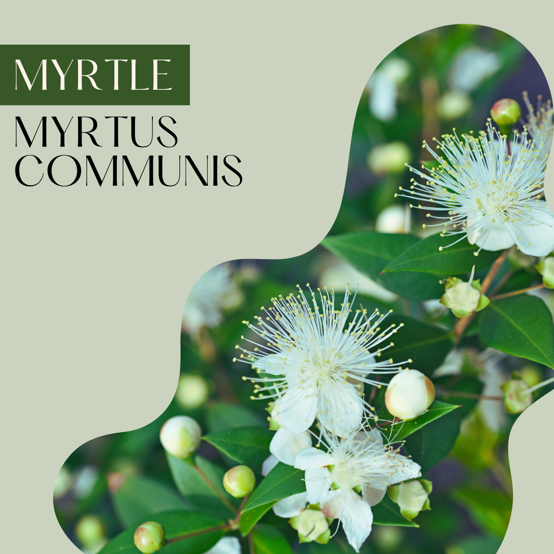 Myrtle