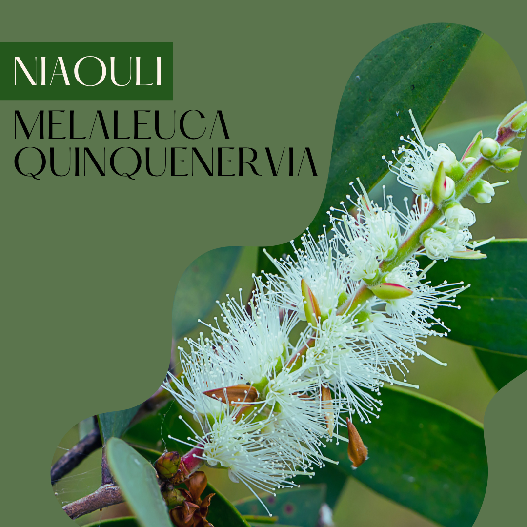 Niaouli