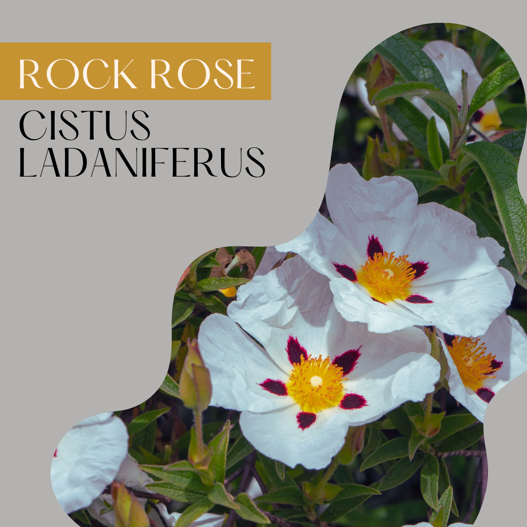 Rock Rose