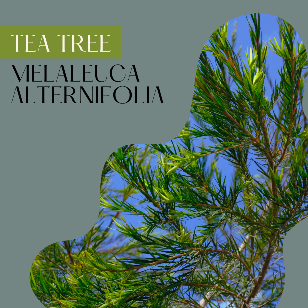 Tea Tree