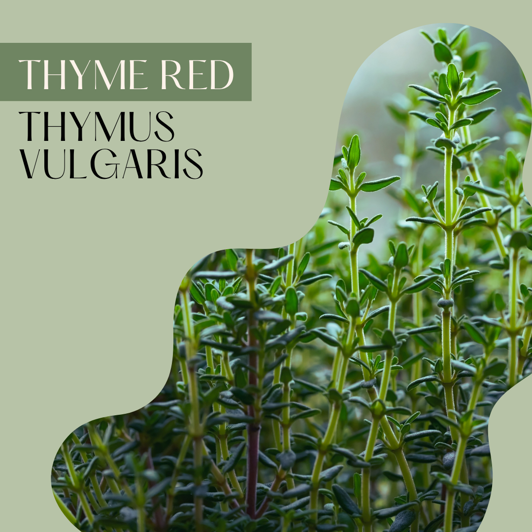 Thyme Red