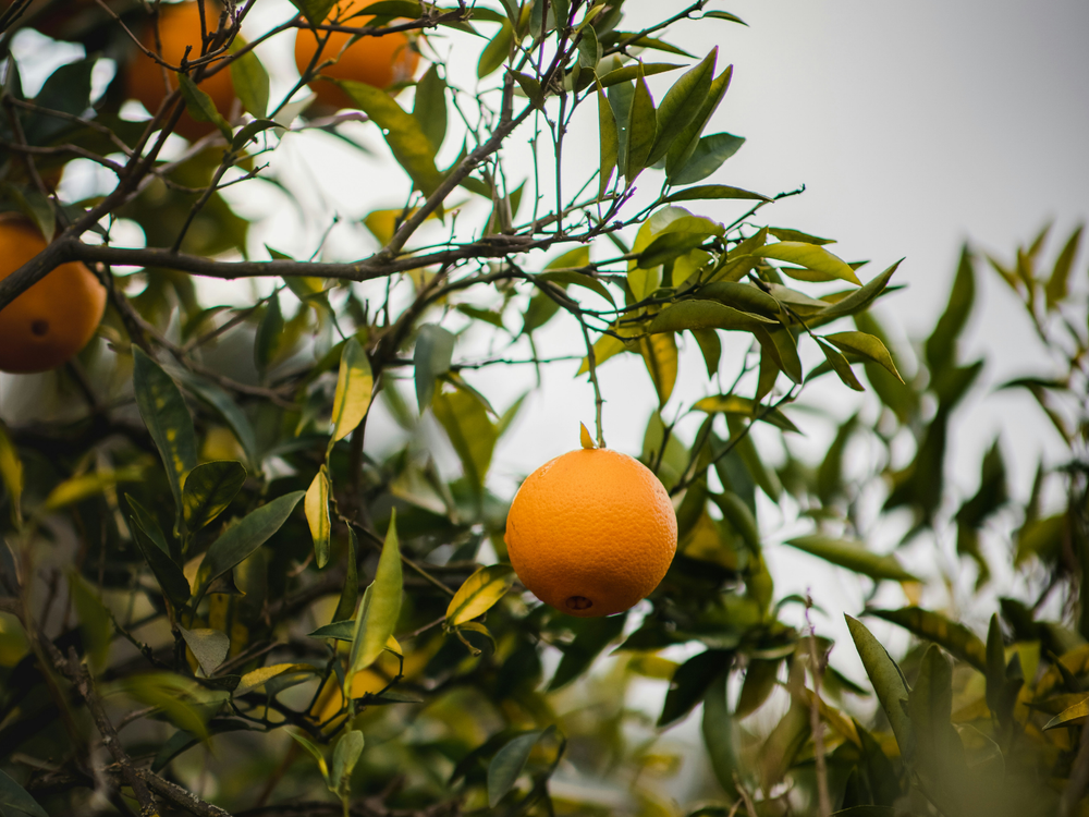 Bergamot