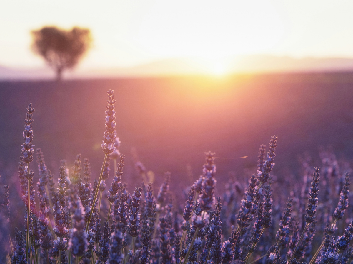 Lavender