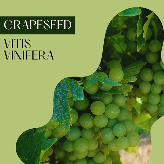 Grapeseed