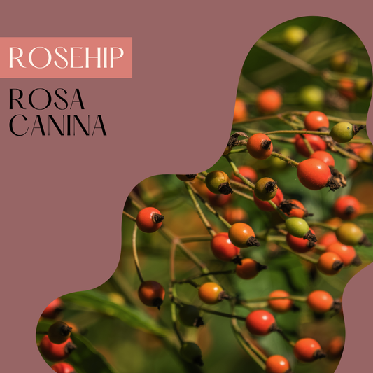 Rosehip Seed