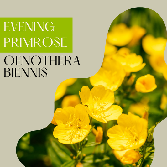 Evening Primrose