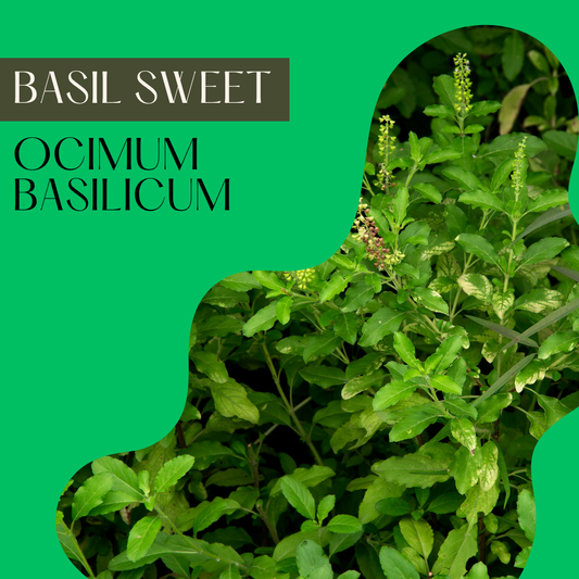Basil Sweet ct Linalool