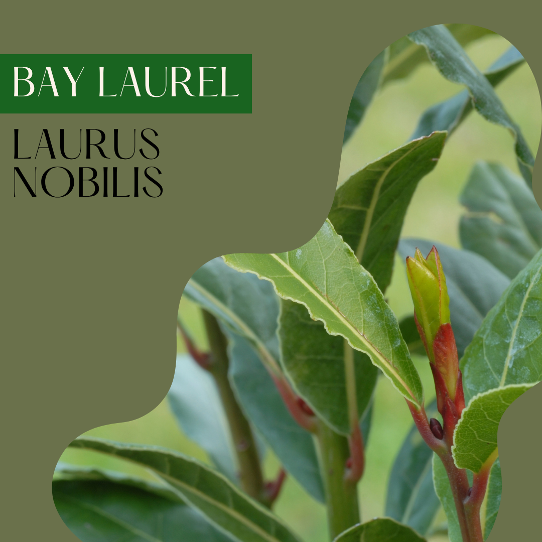 Bay Laurel