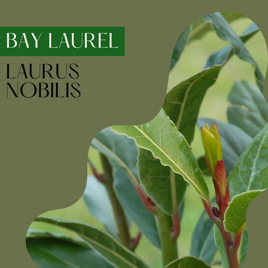 Bay Laurel
