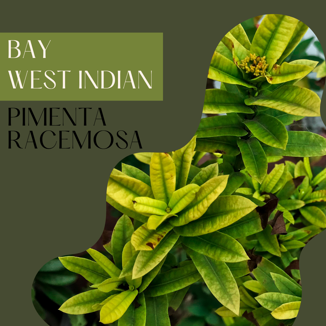 Bay West Indian