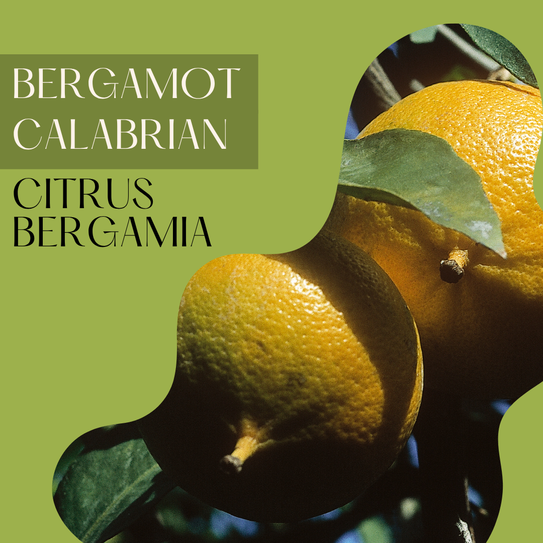 Bergamot Calabrian