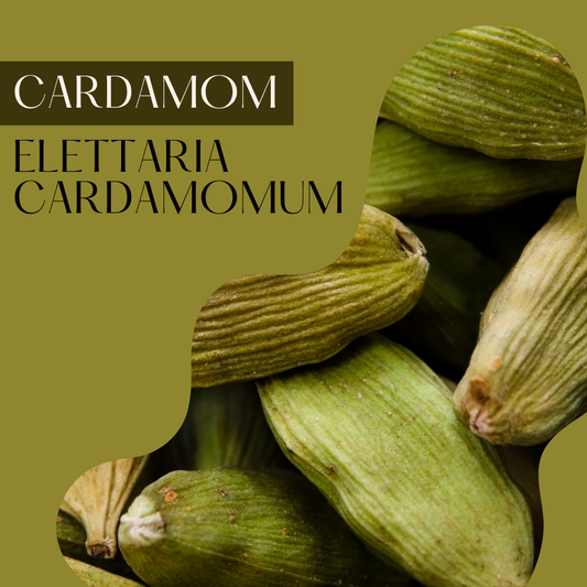 Cardamom
