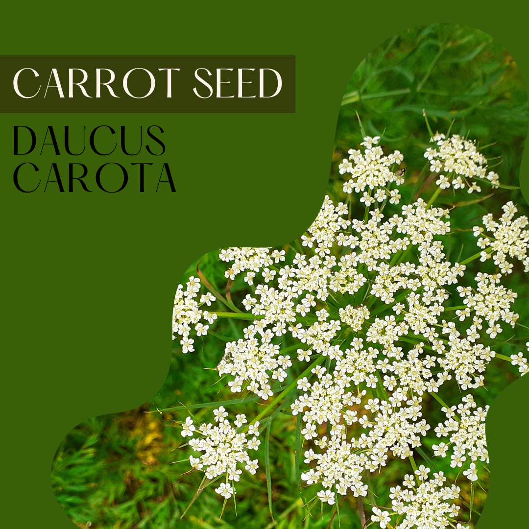 Carrot Seed