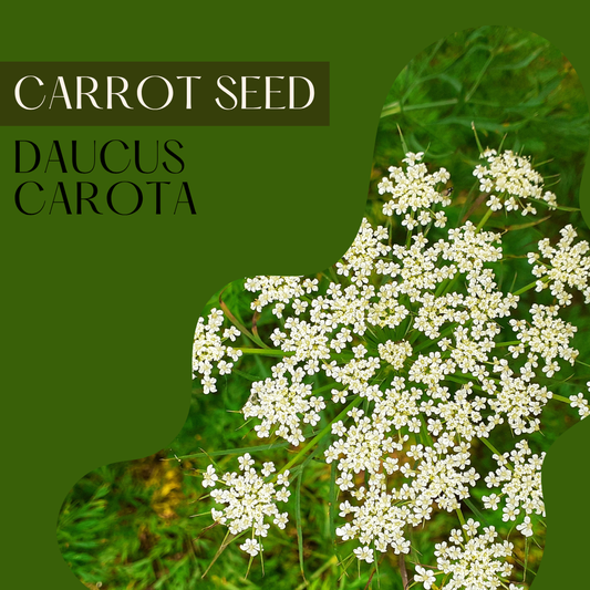 Carrot Seed