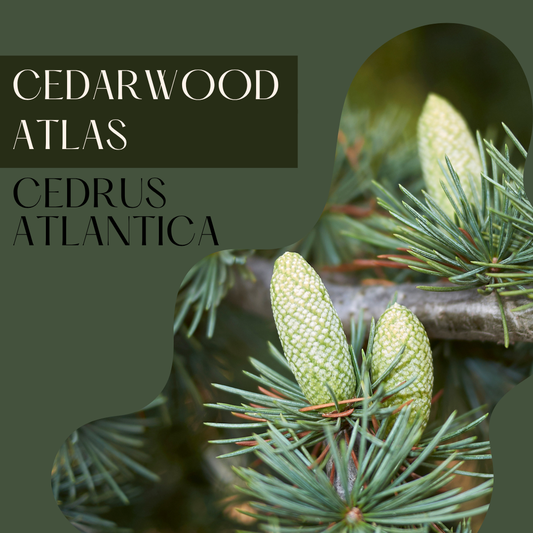 Cedarwood Atlas
