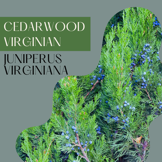 Cedarwood Virginian
