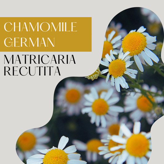 Chamomile German