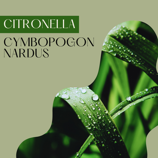 Citronella