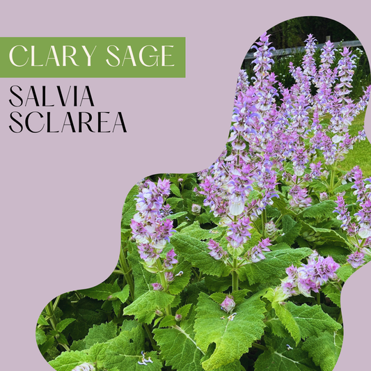 Clary Sage