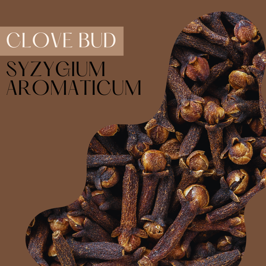 Clove Bud