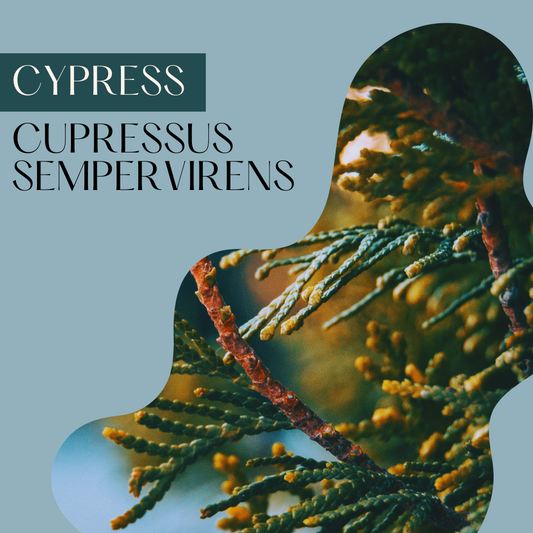 Cypress