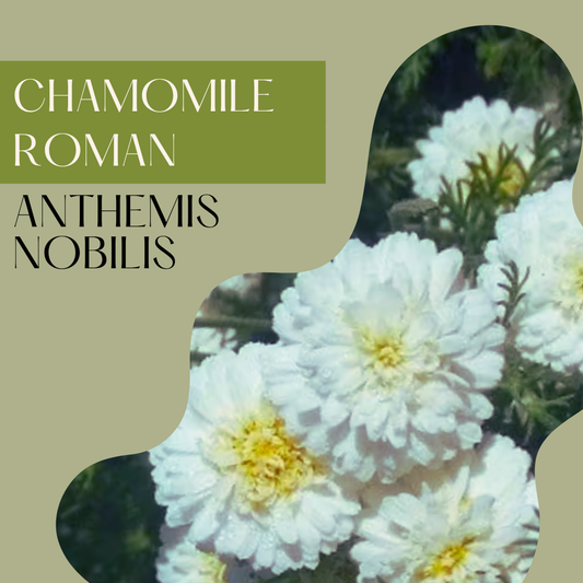 Chamomile Roman