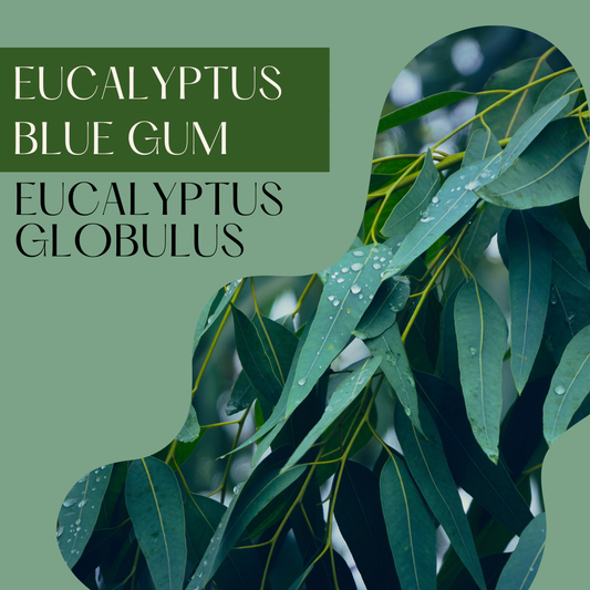 Eucalyptus Blue Gum
