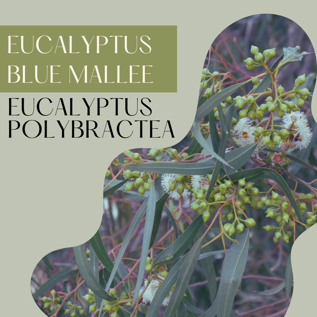 Eucalyptus Blue Mallee