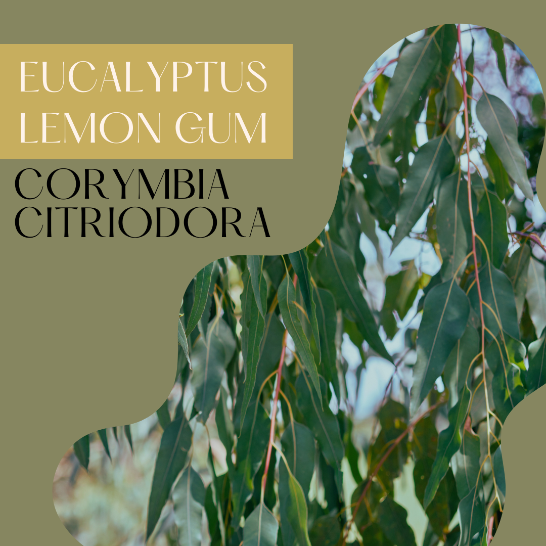 Eucalyptus Lemon Scented