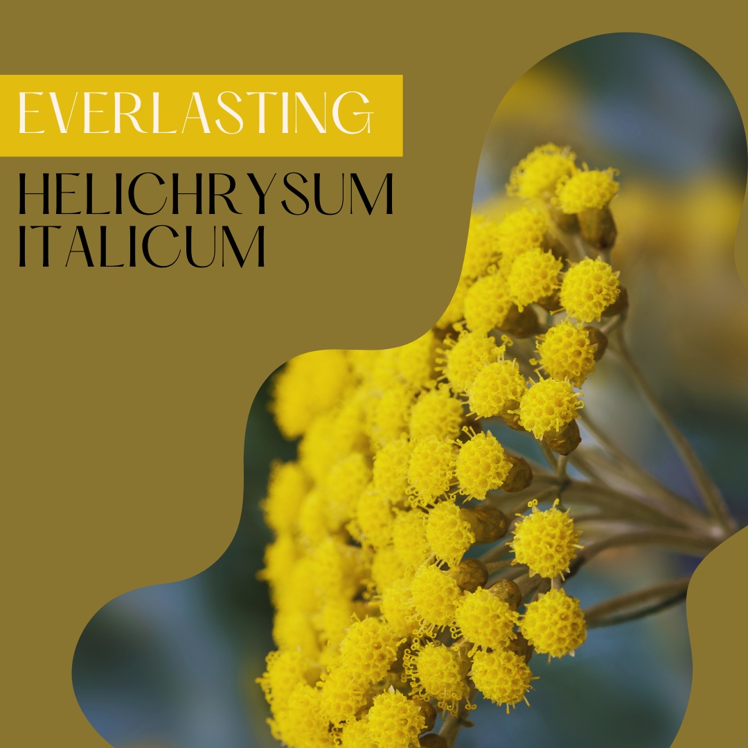 Everlasting (Helichrysum)