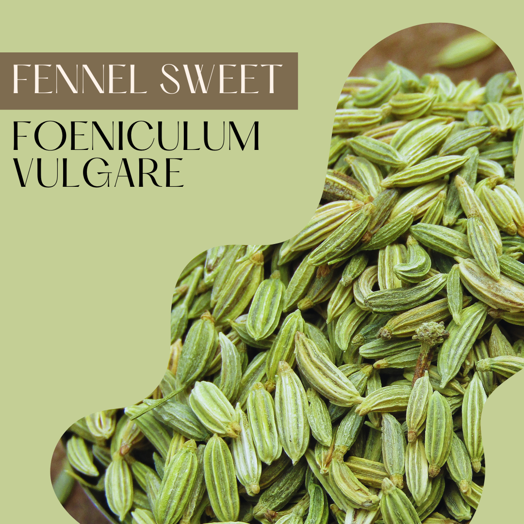 Fennel Sweet