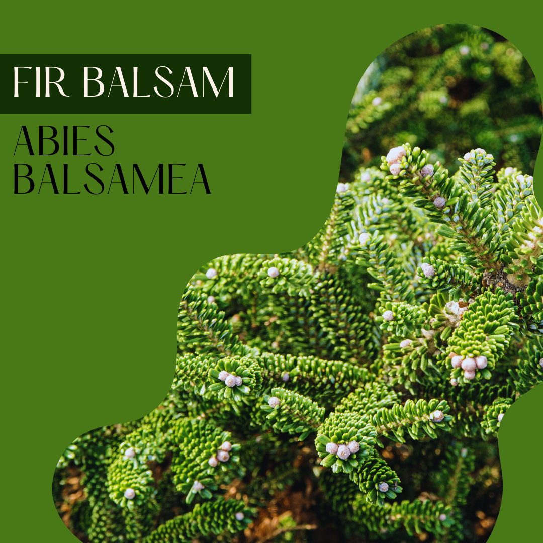 Fir Balsam