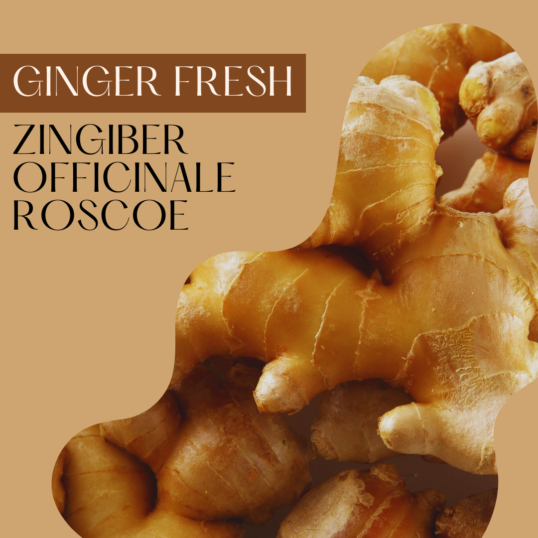 Ginger Fresh