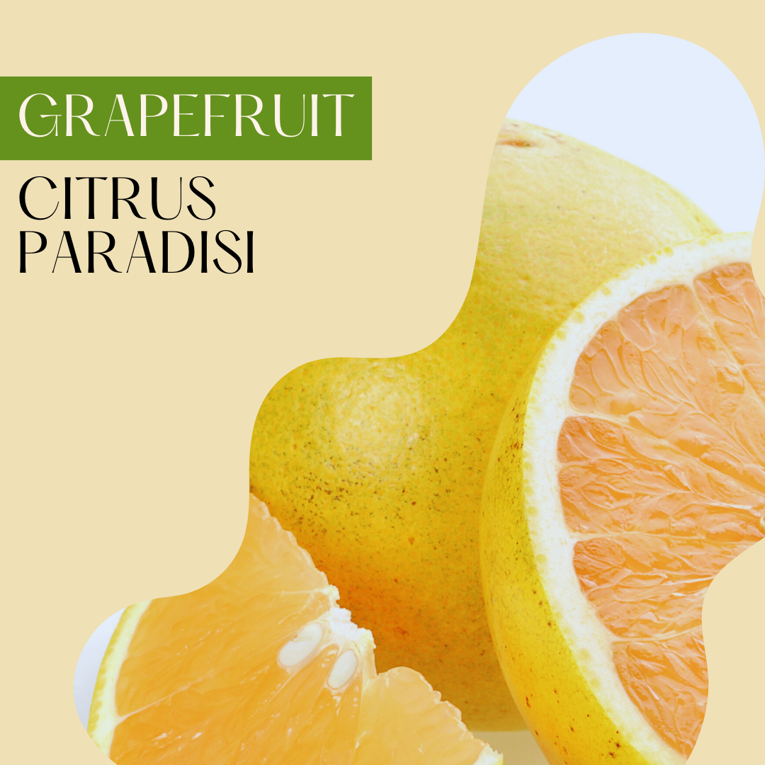 Grapefruit