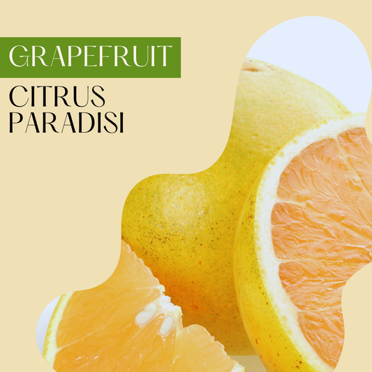 Grapefruit