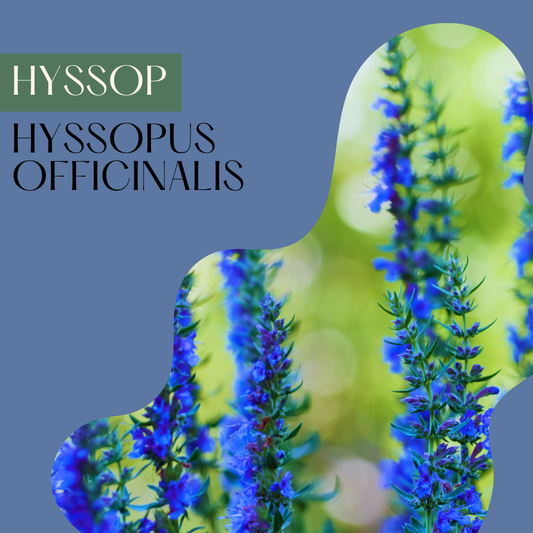 Hyssop