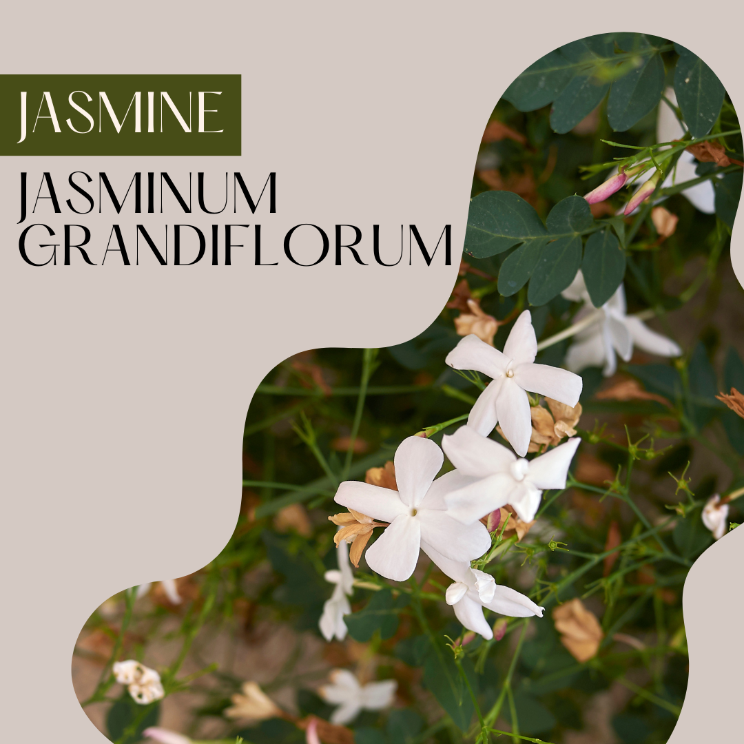 Jasmine