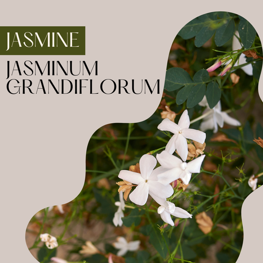 Jasmine
