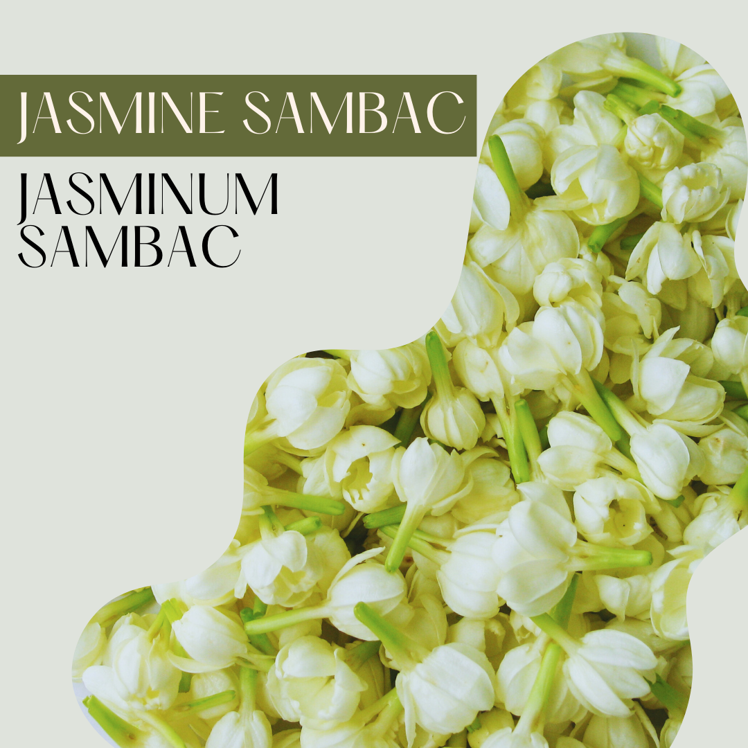 Jasmine Sambac