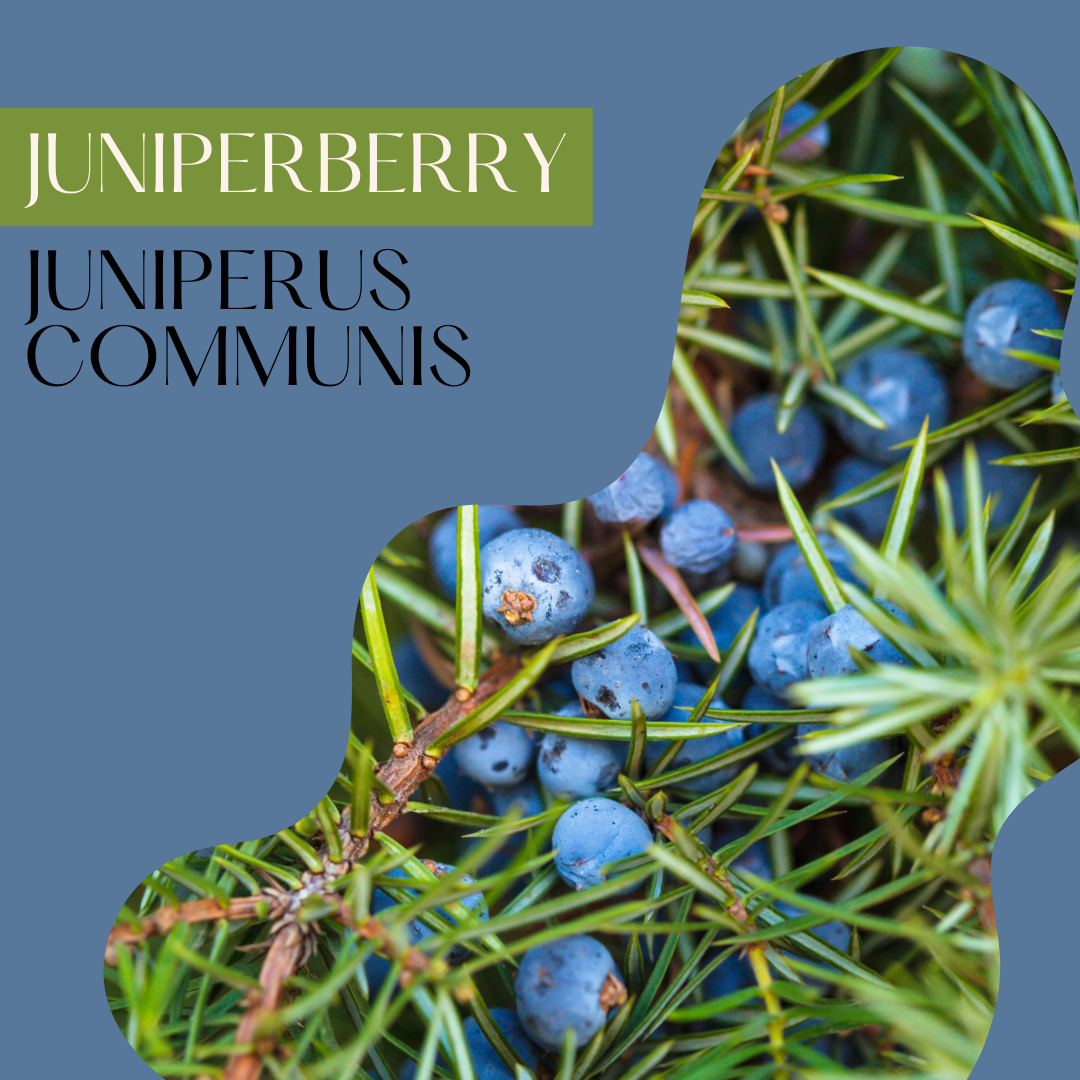 Juniperberry