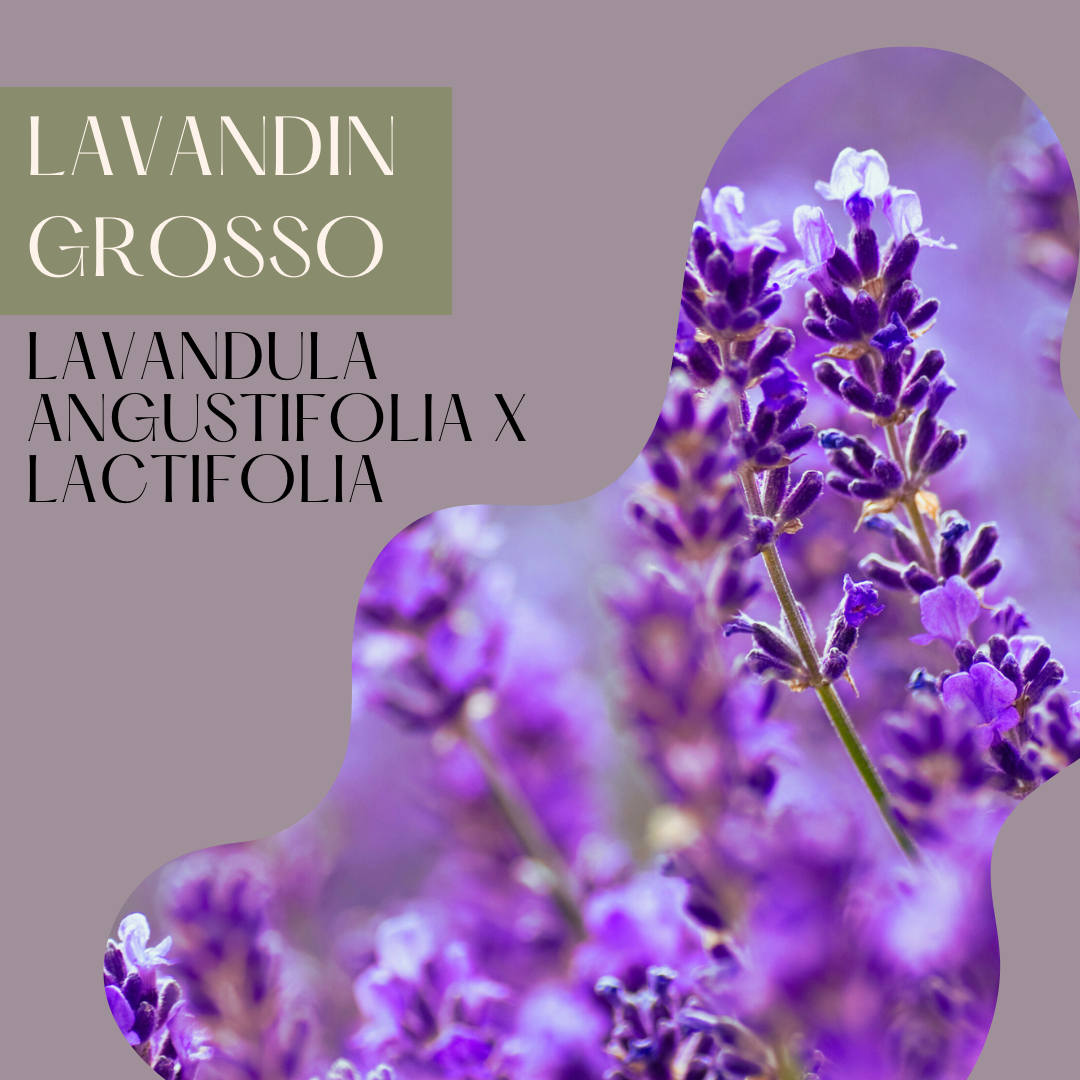 Lavandin Grosso