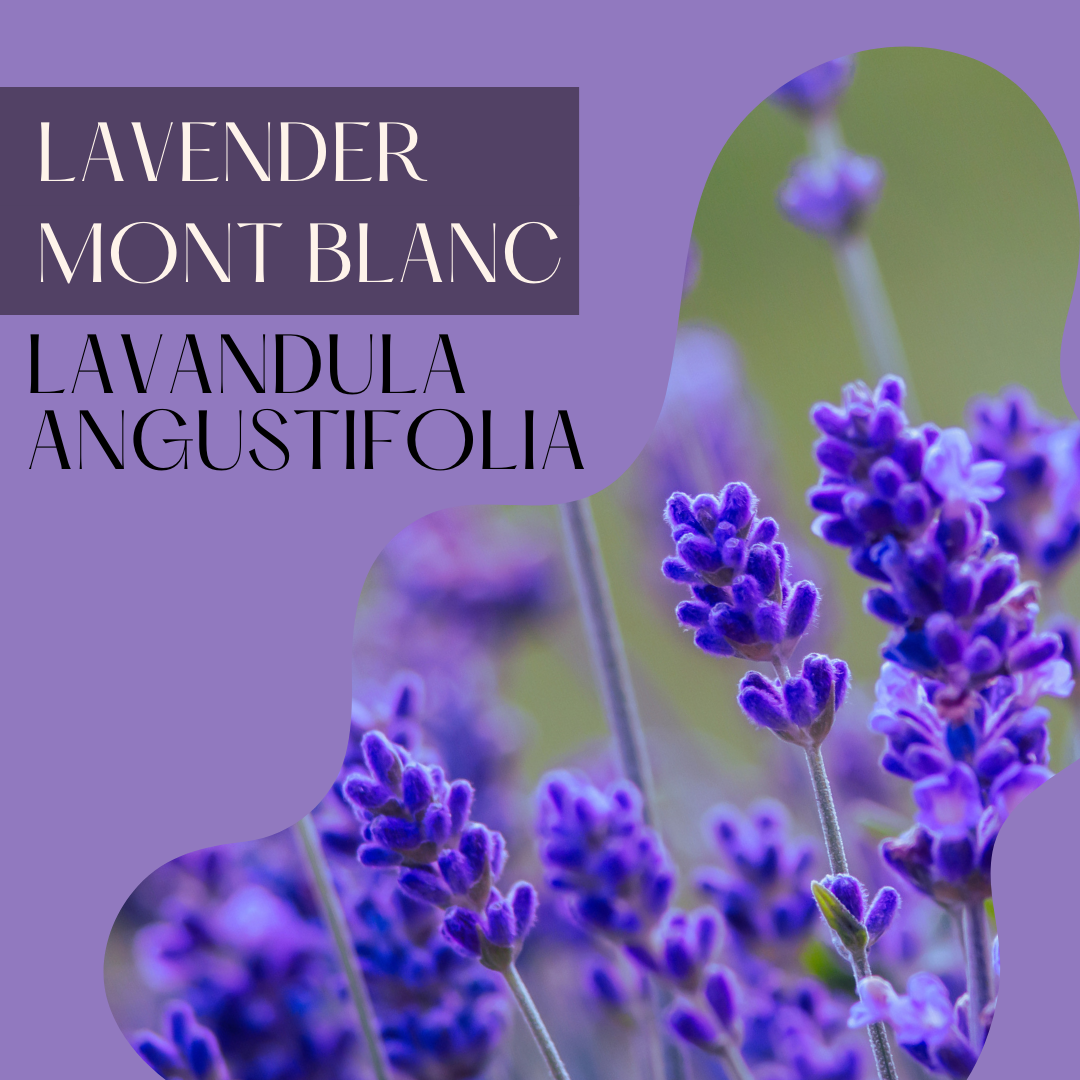 Lavender Mont Blanc Extra Fine